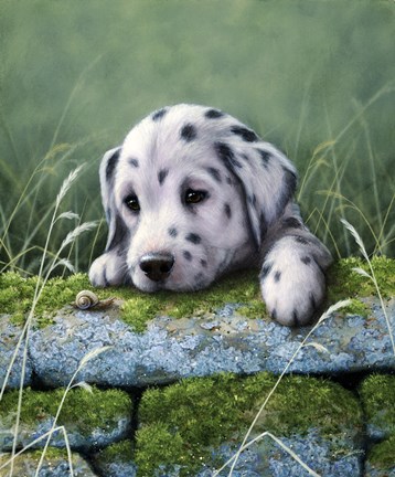 Framed Dalmatian Pup Print