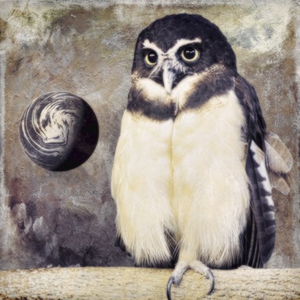 Framed Moon Owl Print