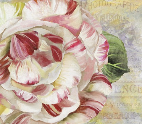 Framed Camellias II Print