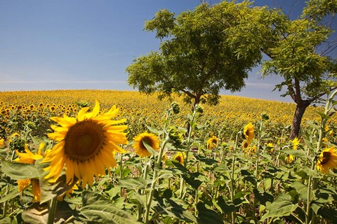 Framed Spain, Andalusia, Cadiz Province Trees in field of Sunflowers Print