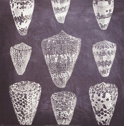 Framed Cone Shells Print