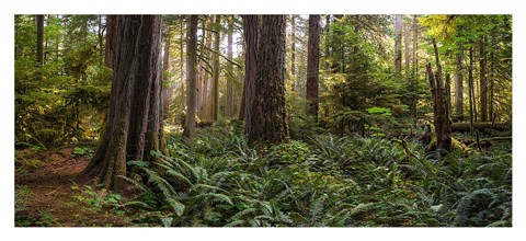 Framed Cathedral Forest Print