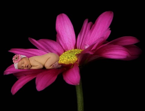 Framed Baby Jones On Hot Pink Flower Print