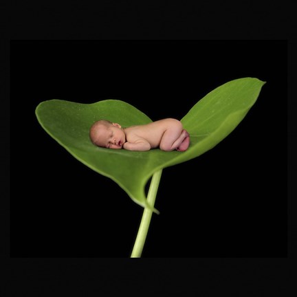 Framed Hahne Baby Leaf Print