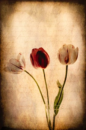 Framed Tulips Print