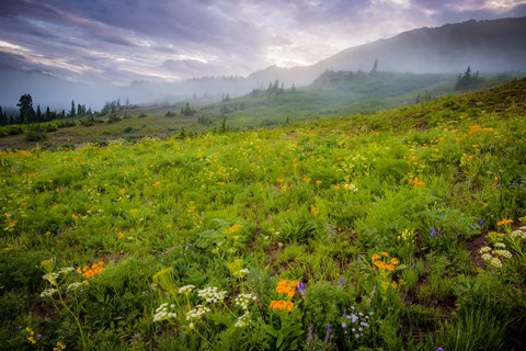 Framed Colorado Flowers Print