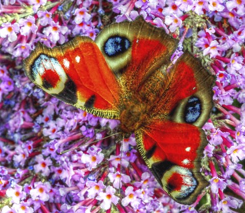 Framed Peacock Butterfly 2 Print