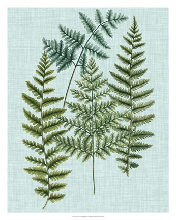 Framed Spa Ferns II Print