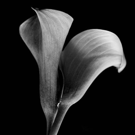 Framed Calla Lilies Black and White Print