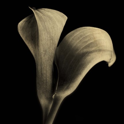 Framed Calla Lilies Sepia Print