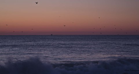 Framed Birds Over Ocean Grove Print