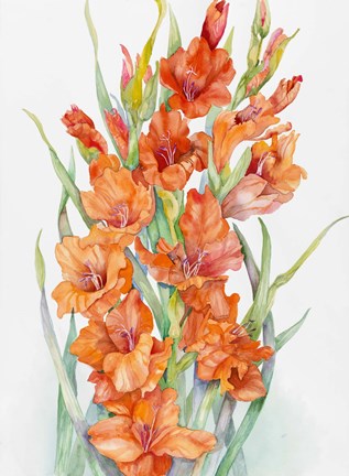Framed Hot Orange Gladiolus Print