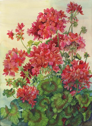 Framed Geraniums Print