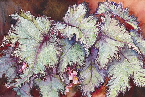 Framed Begonia Leaves Print