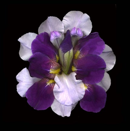 Framed Iris Reconstructed Print