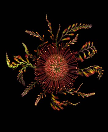 Framed Protea Pincushion Print
