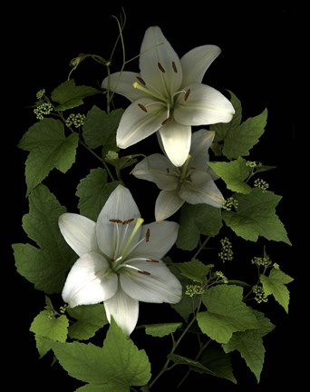 Framed White Lilies &#39;06 Print