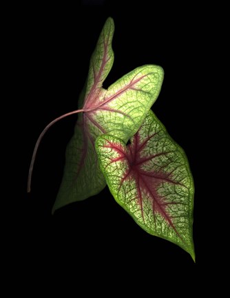 Framed Caladium Leaves 3 Print