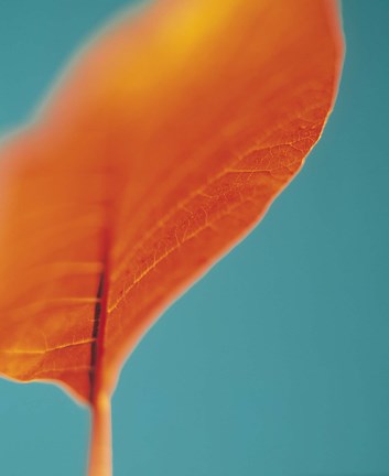 Framed Orange Leaf I Print