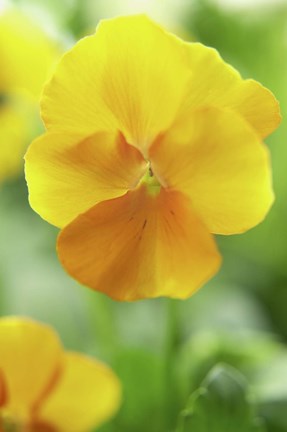 Framed Yellow Pansy Print
