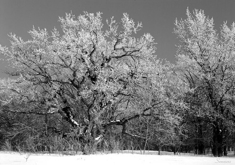 Framed Winter Frost 4 Print