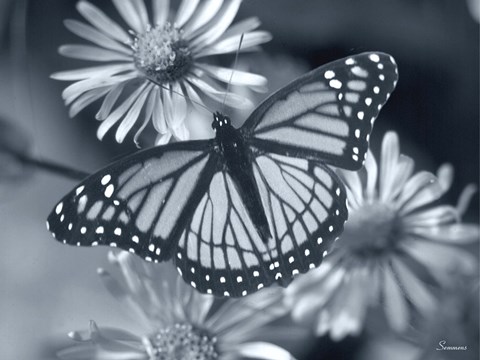 Framed Monarch On Wildflower Print