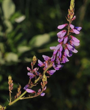 Framed Shades Of Nature Purple Flower Print