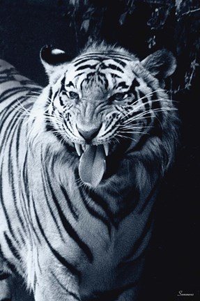 Framed White Tiger 2 Print