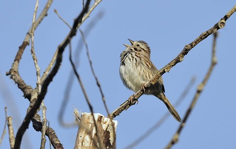 Framed Singing Bird On Branch Print