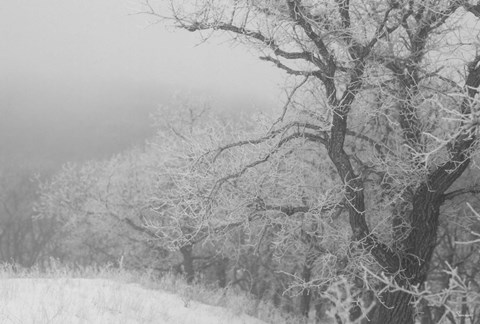 Framed Winter Snow And Trees 2 Print