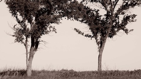 Framed Two Trees In Field Black And White Print
