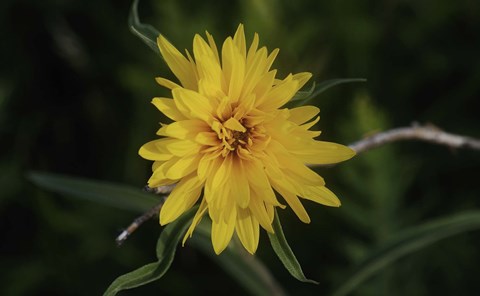 Framed Shades Of Nature Yellow Flower On Branch Print