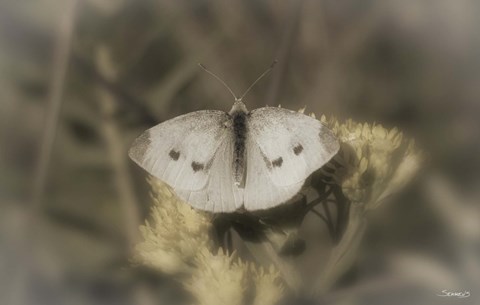 Framed White Moth On Yellow Flower Closeup Print