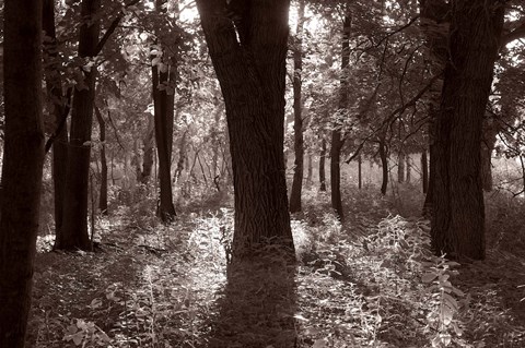 Framed Woods And Sunlight III Print