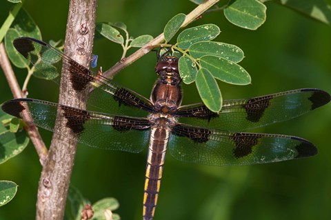 Framed Dragonfly And Tiny Leaves Print