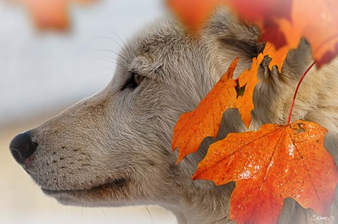 Framed Wolf Profile Autumn Leaves Print