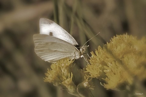 Framed Moth On Yellow Wildflower Print