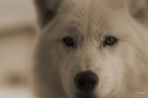 Framed White Wolf Closeup Print
