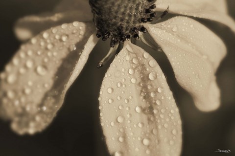 Framed Black And White Flower With Dew Print