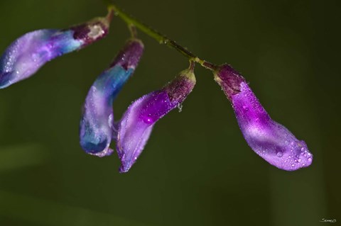 Framed Purple And Blue Flower Buds Print