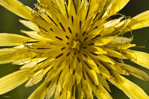 Framed Yellow Flower Petals Closeup Print