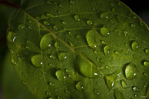 Framed Drops Of Rain On Leaf Print