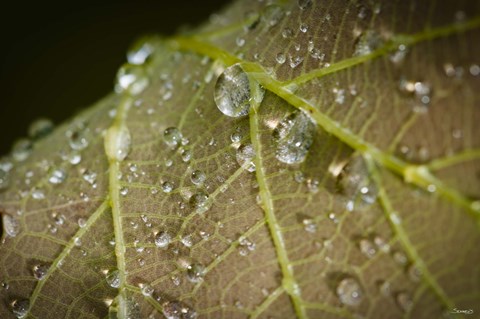 Framed Drops Of Dew On Brown Leaf Print