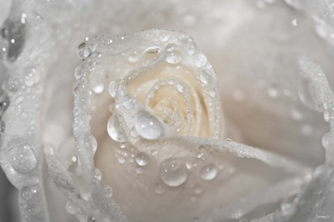 Framed White Rose Closeup With Dew II Print