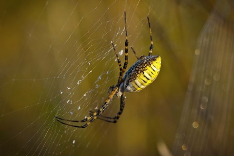 Framed Yellow Spider On The Web Print