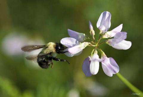 Framed Bee On Purple Flower Print