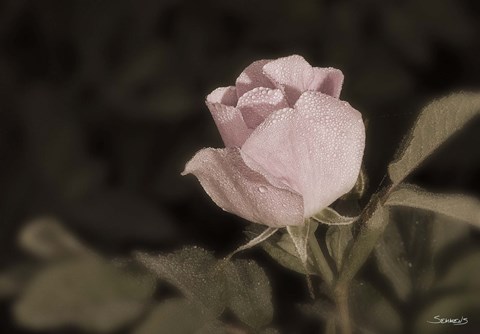 Framed Pink Flower Closeup II Print