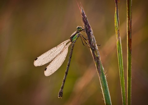 Framed Dragonfly On Green Stems Print