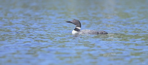 Framed Common Loon 7 Print