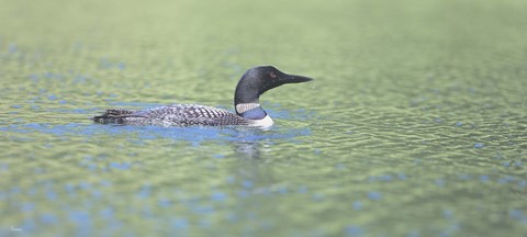 Framed Common Loon 4 Print